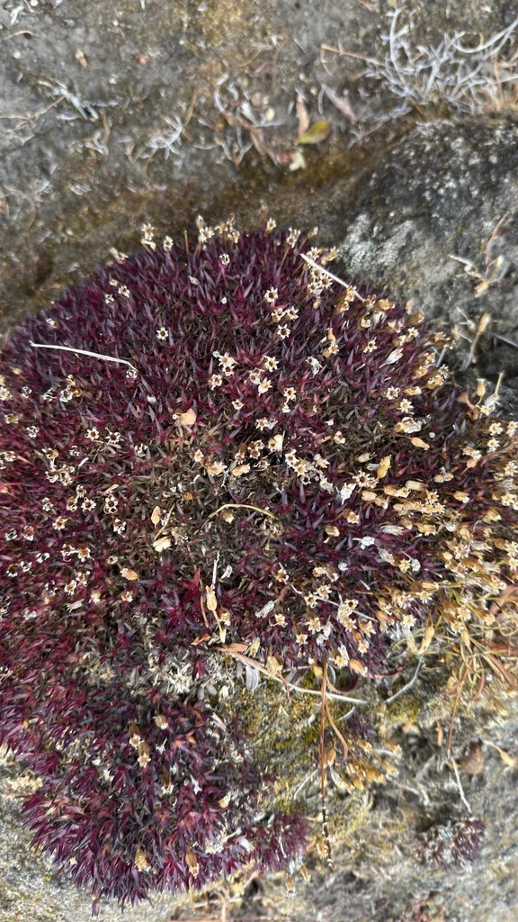 Silene Acaulis