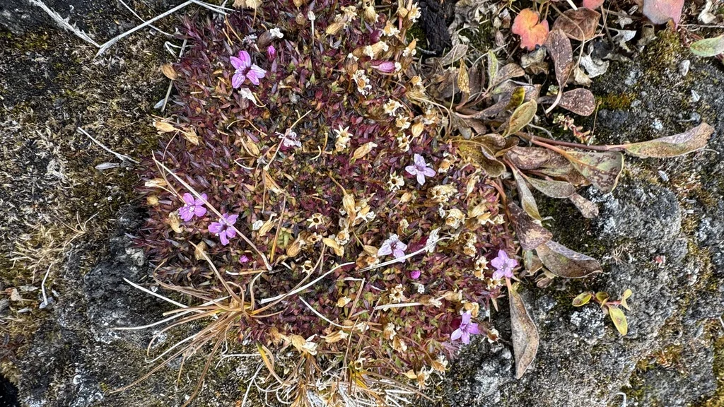 Silene Acaulis