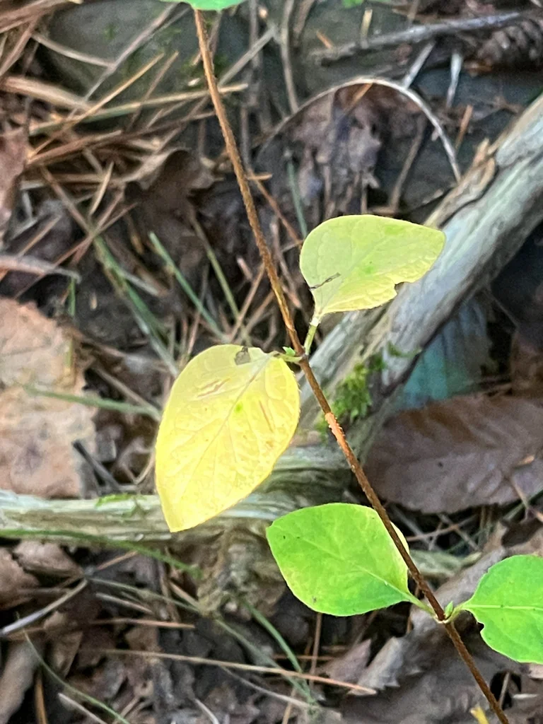 Lonicera Japonica