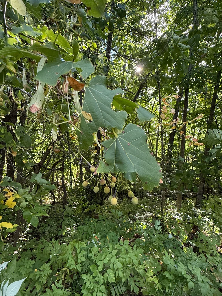 Tilia Americana