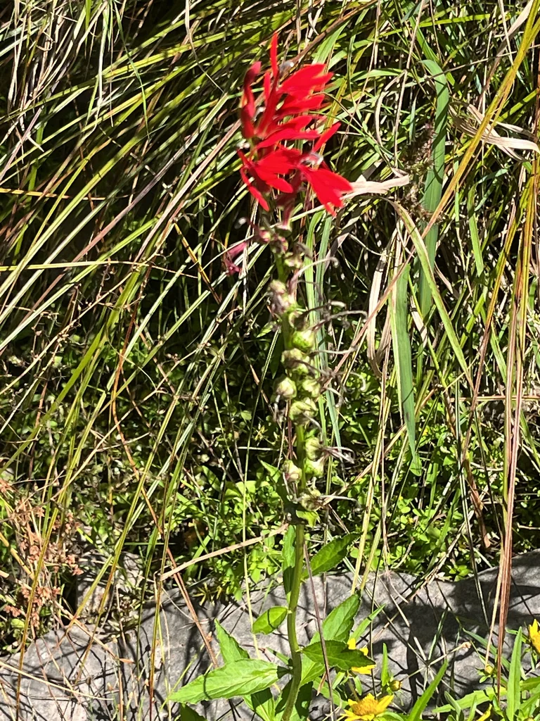Lobelia Cardinalis