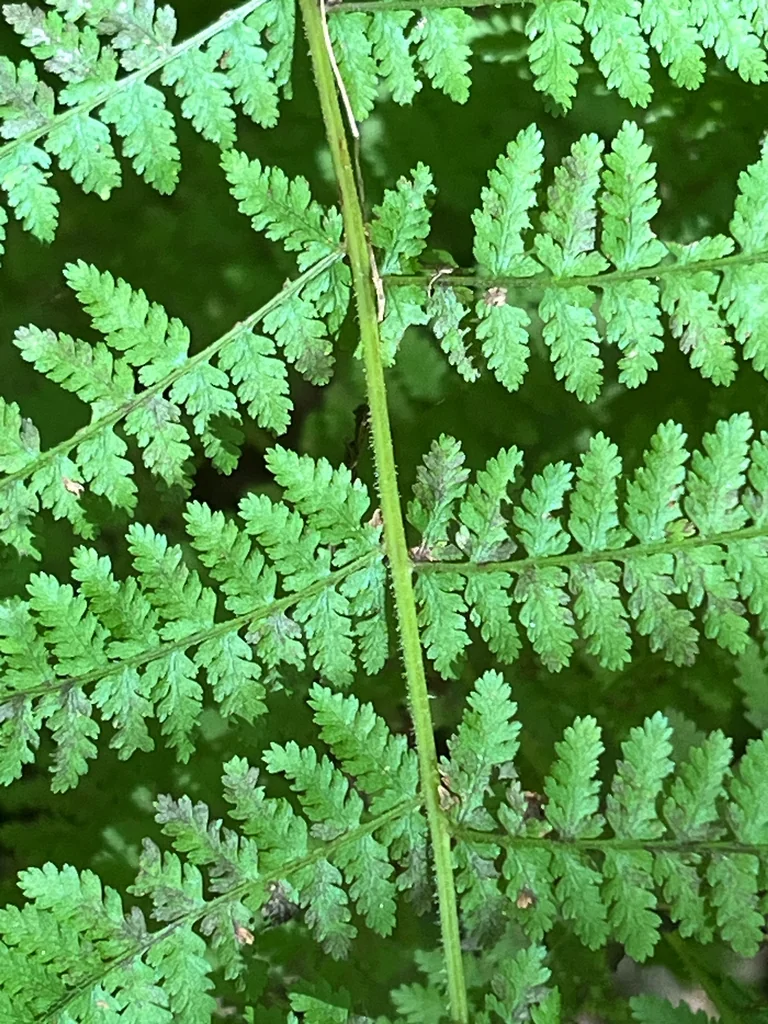 Dennstaedtia Punctiloba