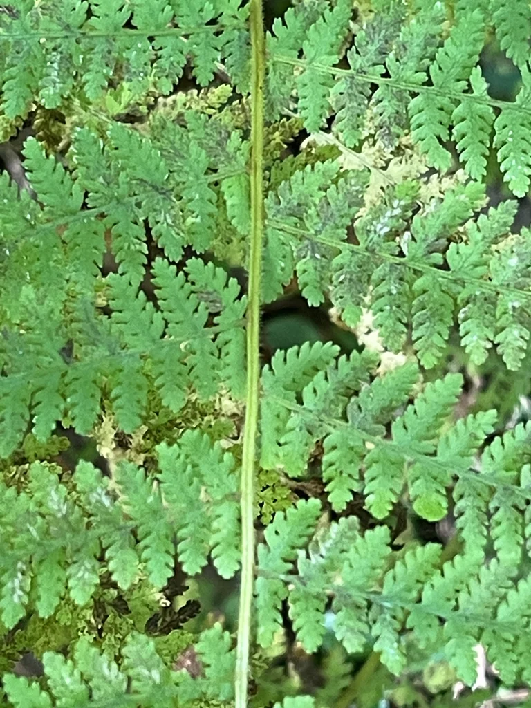 Dennstaedtia Punctiloba