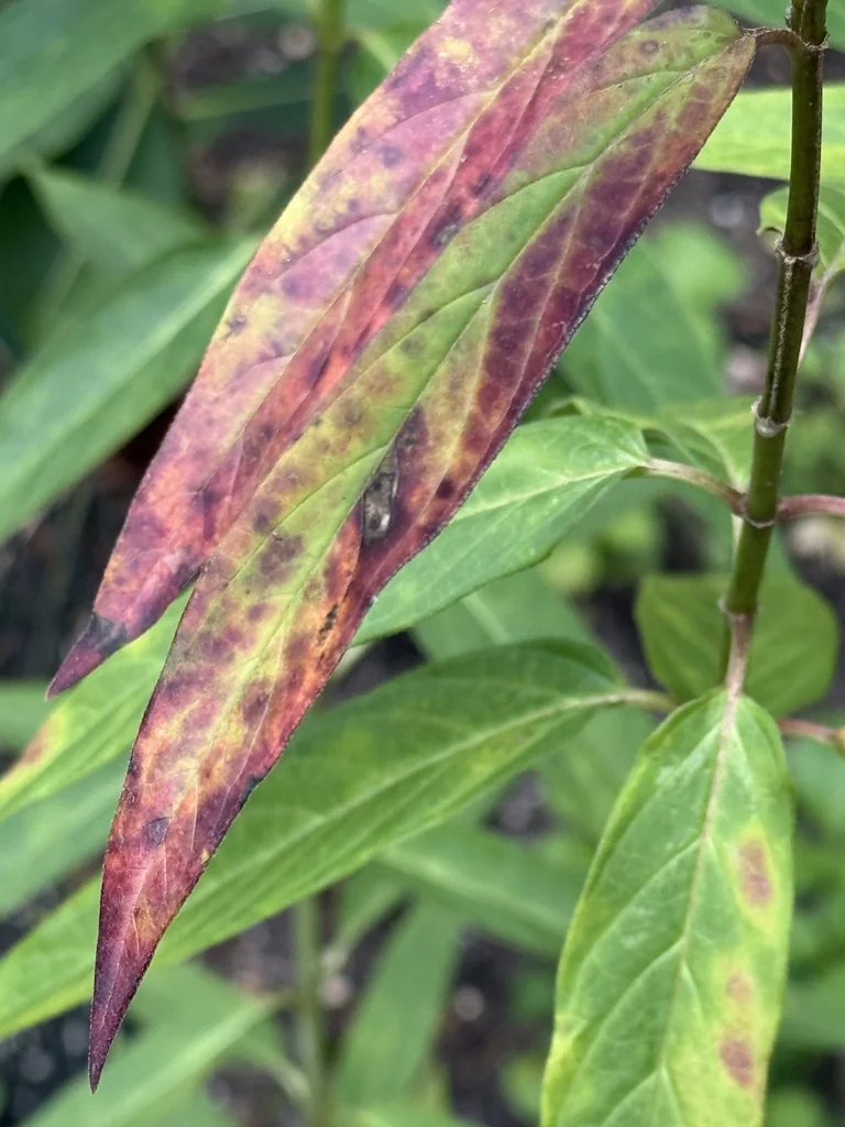 Asclepias Incarnata
