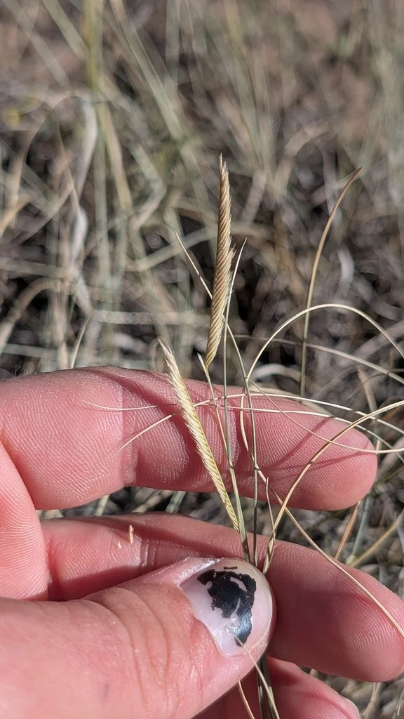Bouteloua Gracilis
