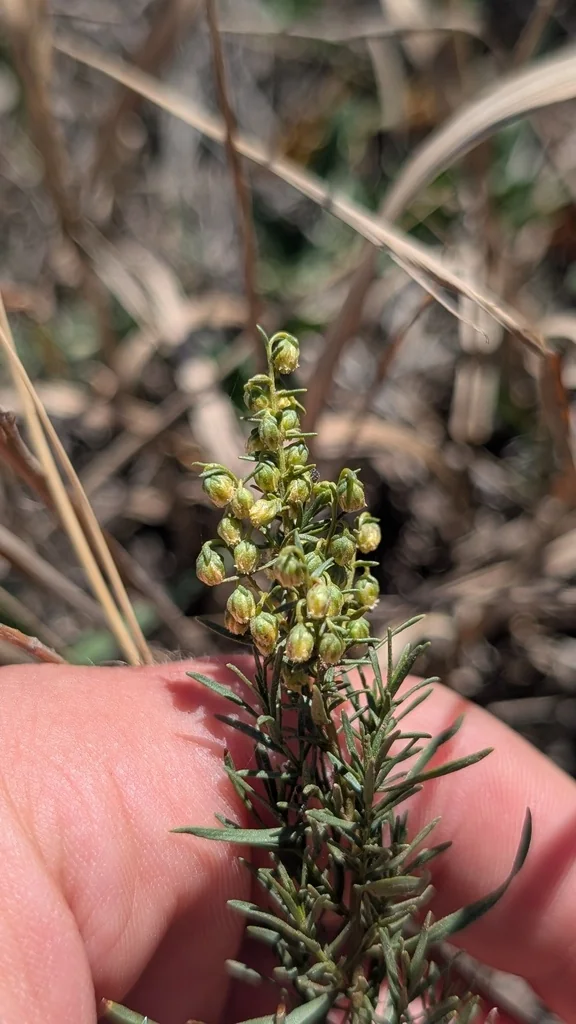 Artemisia Dracunculus