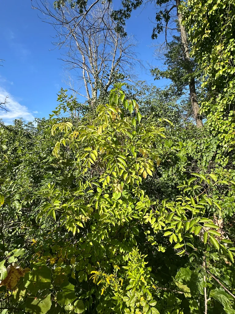 Sambucus Canadensis