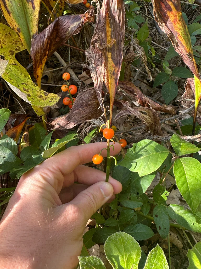 Convallaria Majalis