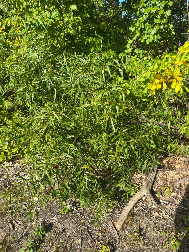 Salix Nigra