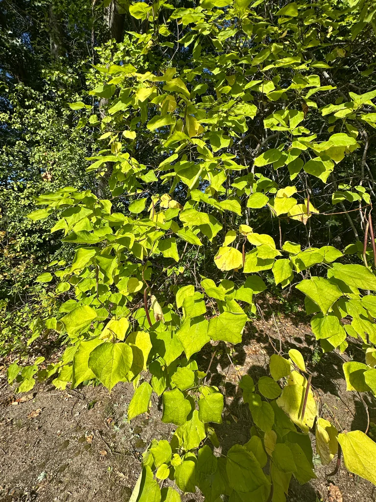 Catalpa Speciosa