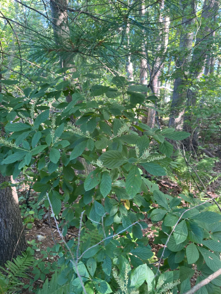 Clethra Alnifolia