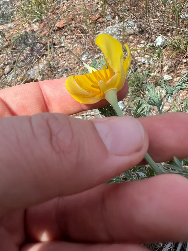 Eschscholzia Californica
