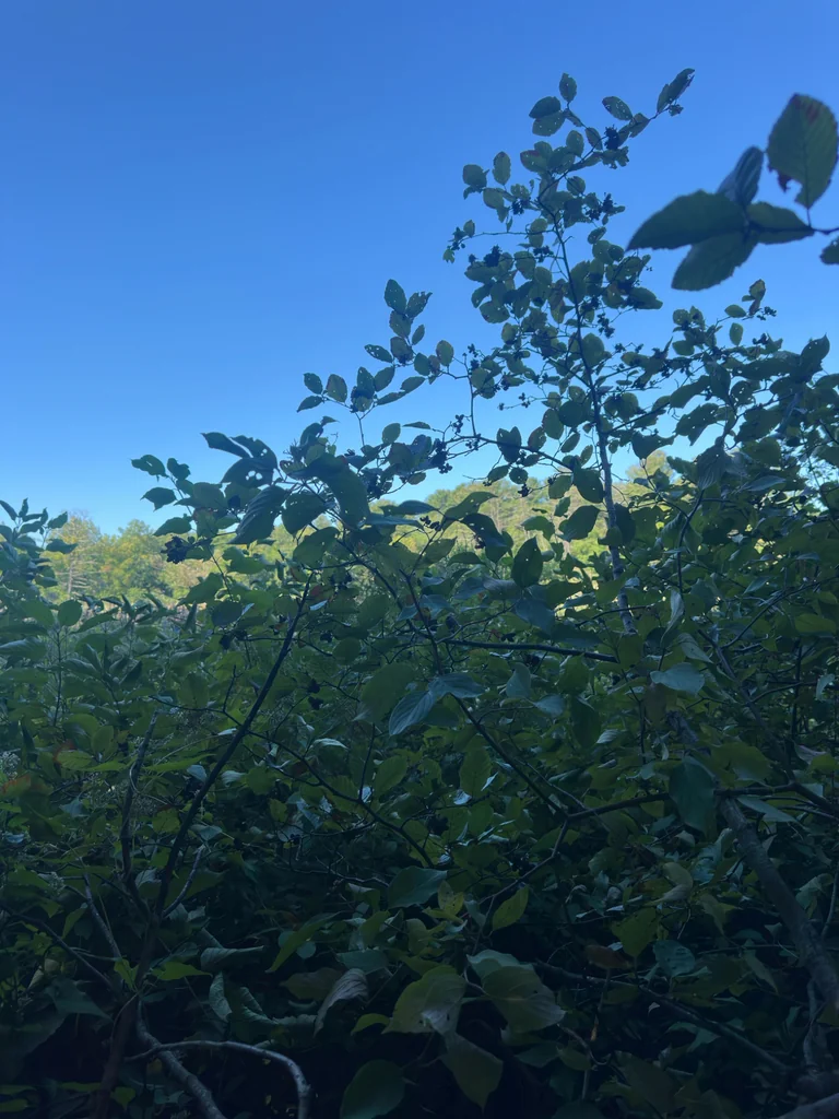 Alnus Serrulata