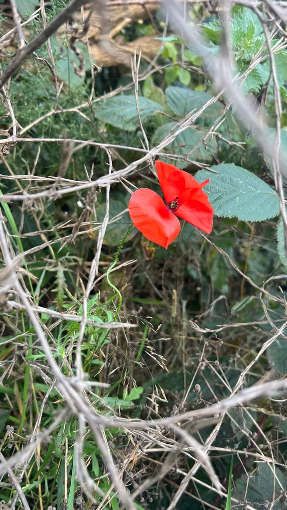 Papaver Rhoeas