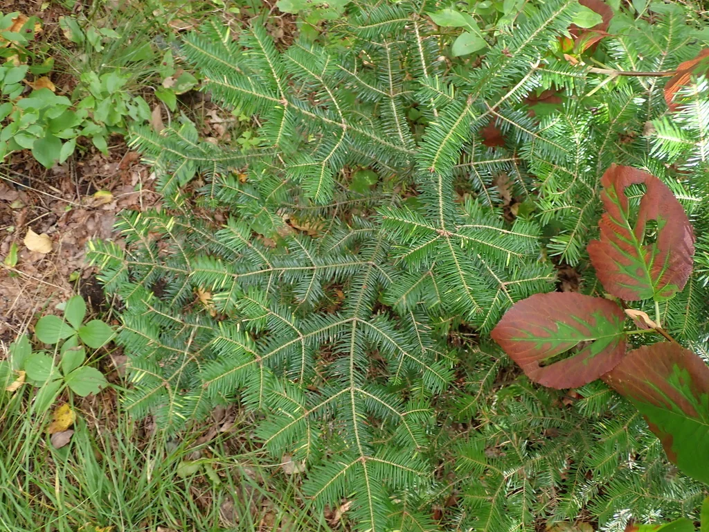 Abies Balsamea