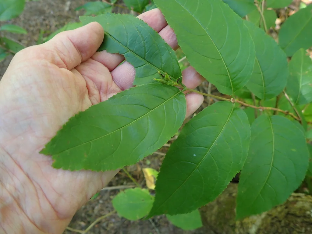Diervilla Lonicera