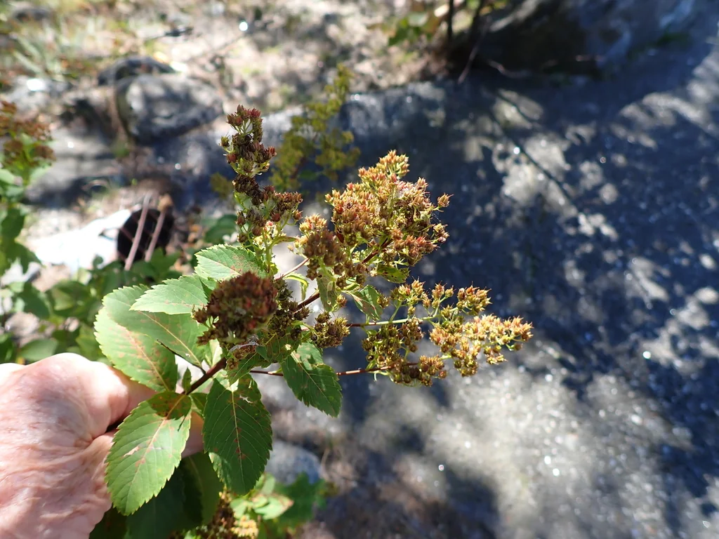Spiraea Alba
