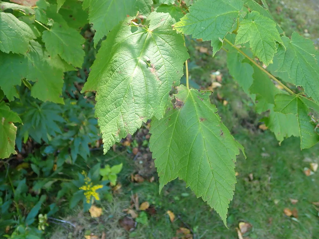 Acer Spicatum