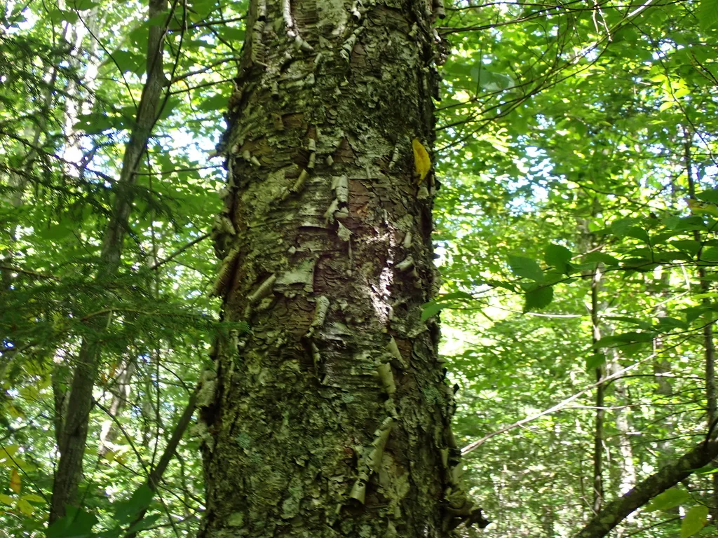 Betula Alleghaniensis