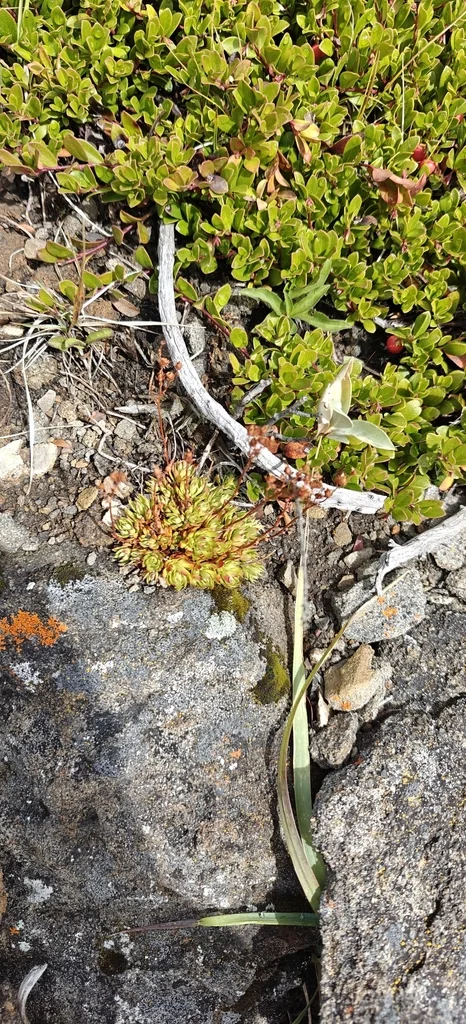 Saxifraga Tricuspidata