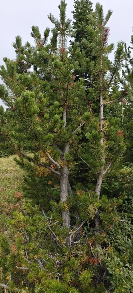 Pinus Contorta