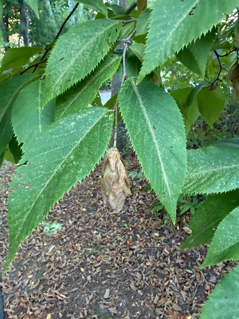 Ostrya Virginiana