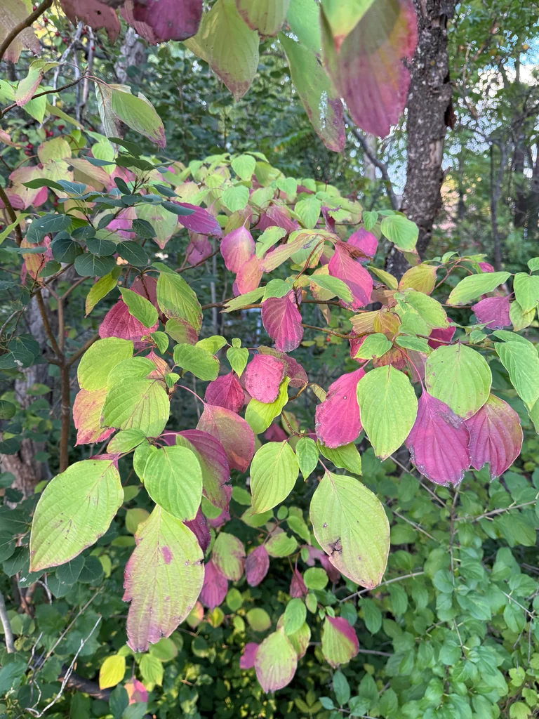 Cornus Alternifolia