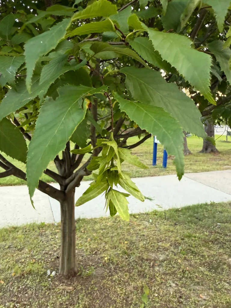 Carpinus Caroliniana