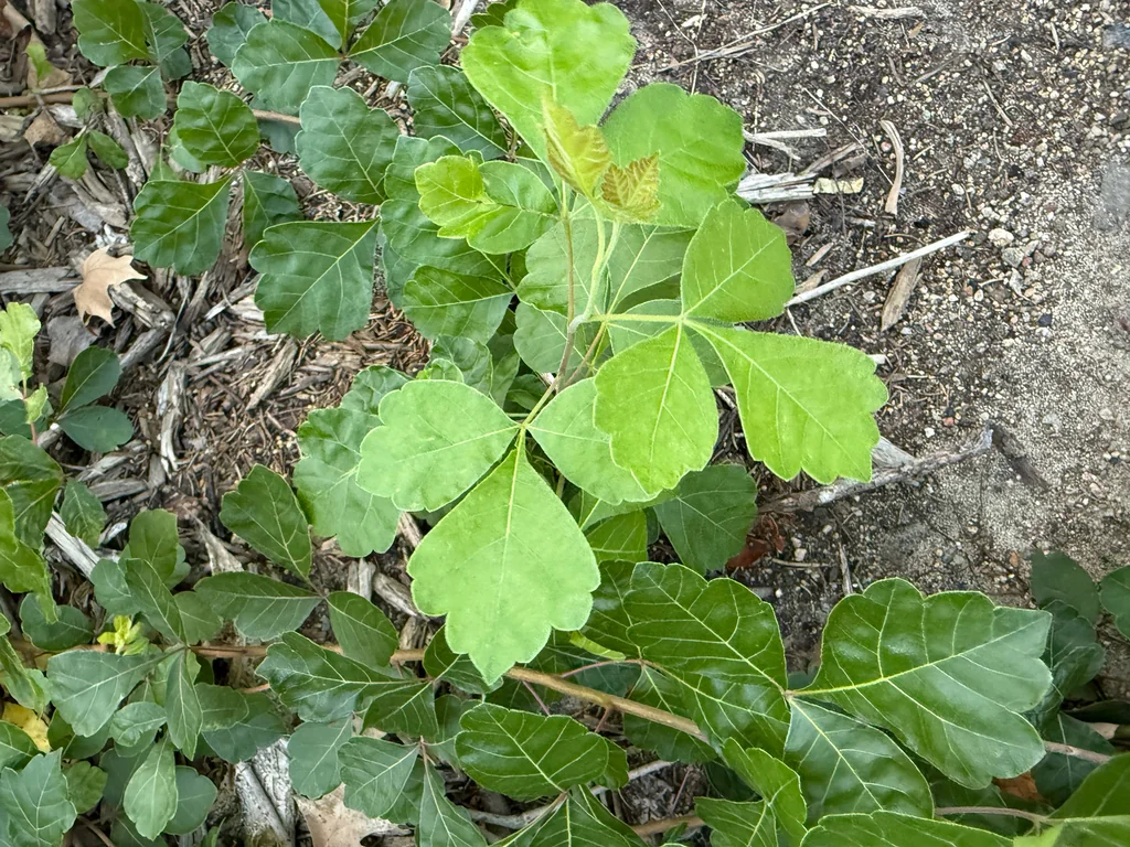 Rhus Aromatica