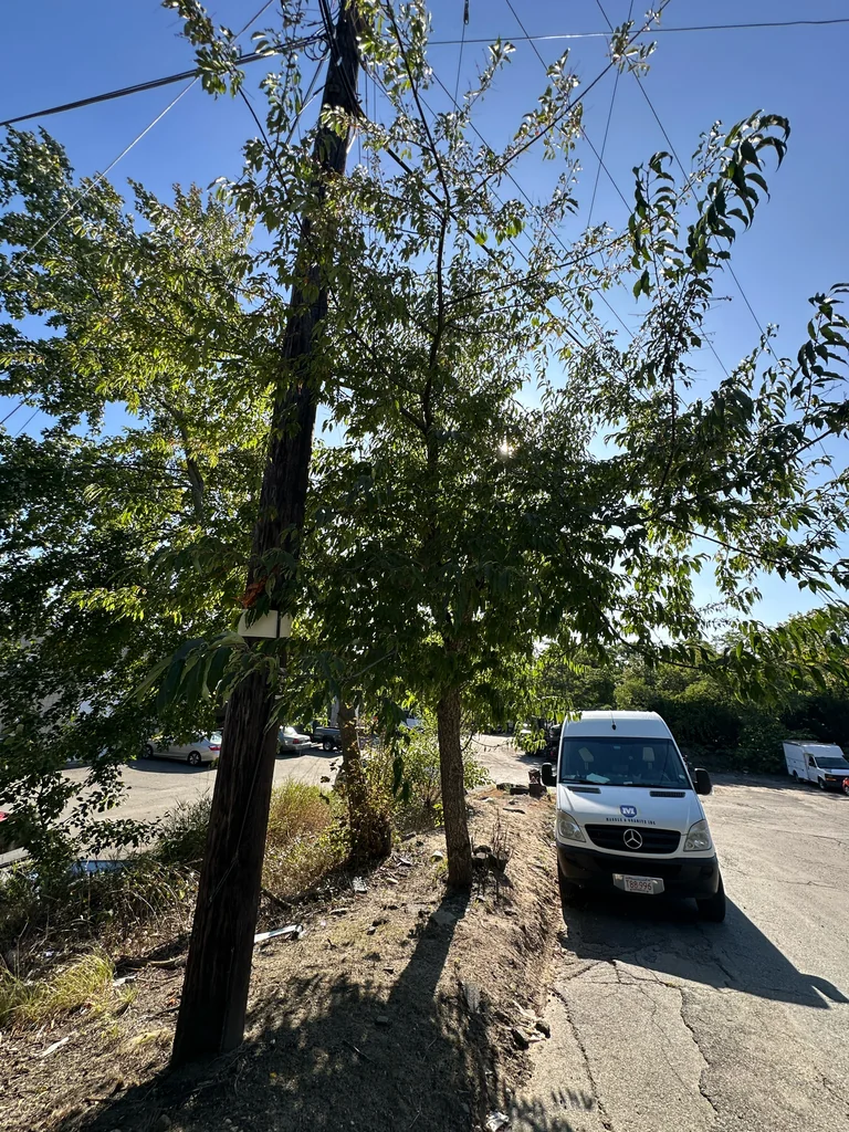 Prunus Serotina