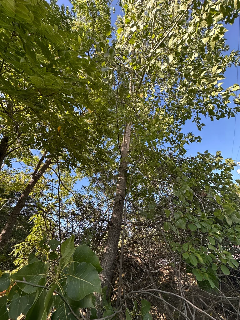 Populus Deltoides