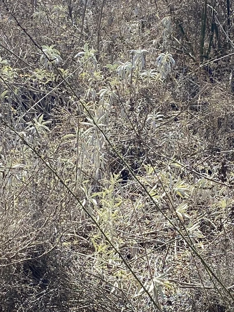 Salvia Apiana
