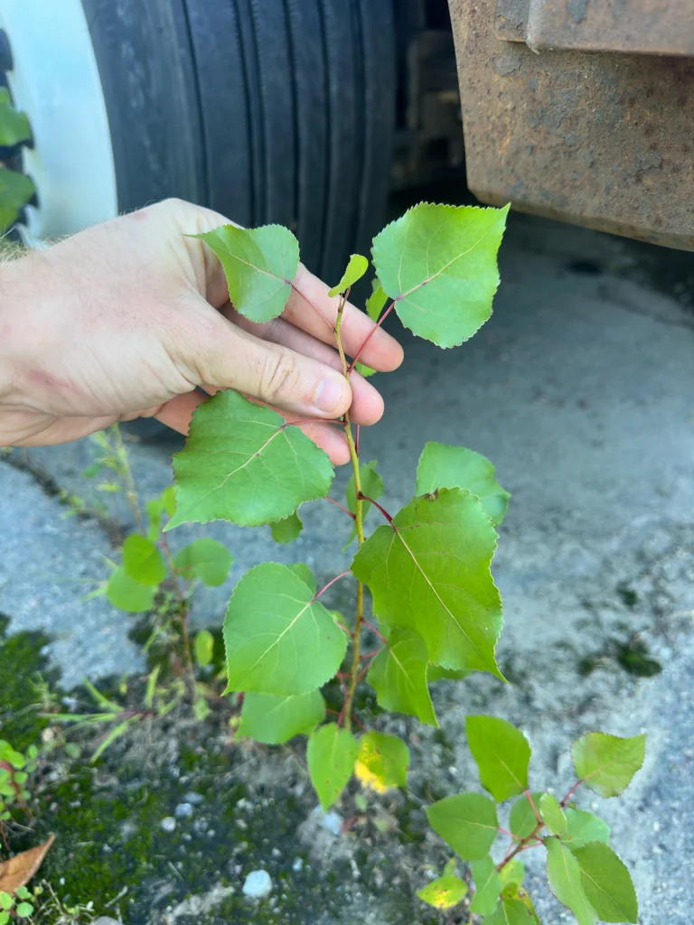 Populus Deltoides