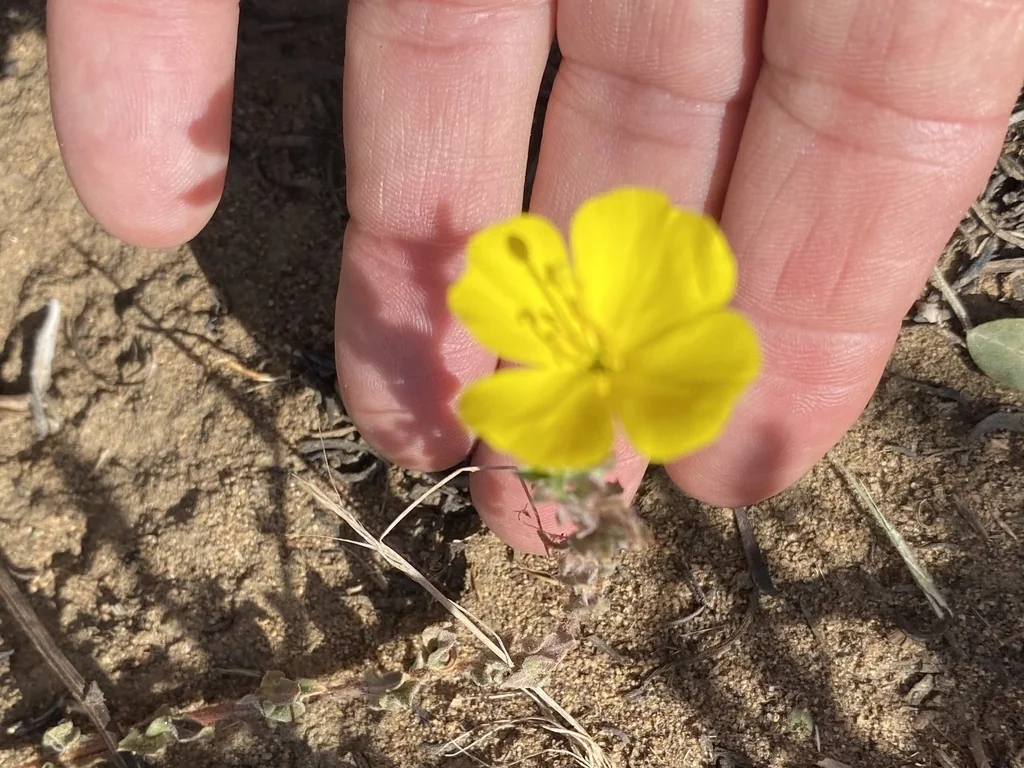 Camissonia Cheiranthifolia