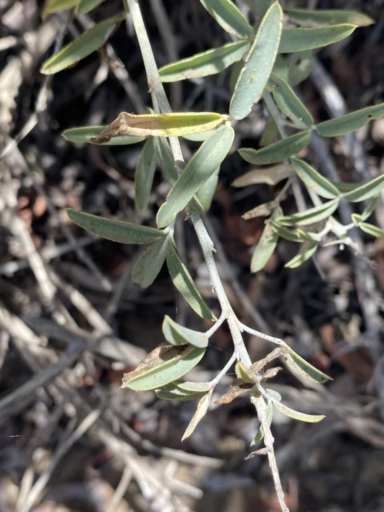 Isomeris Arborea