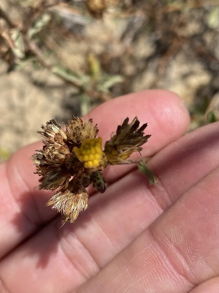 Isocoma Menziesii
