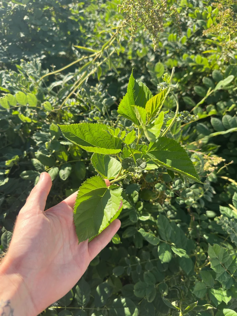 Morus Alba