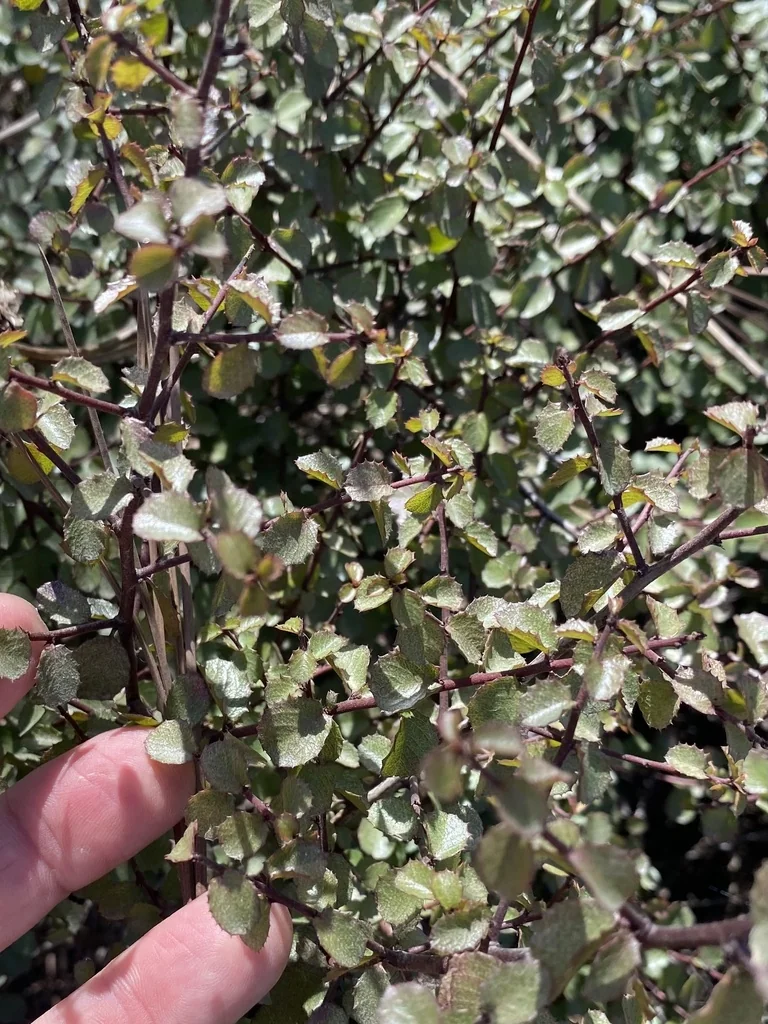 Rhamnus Crocea