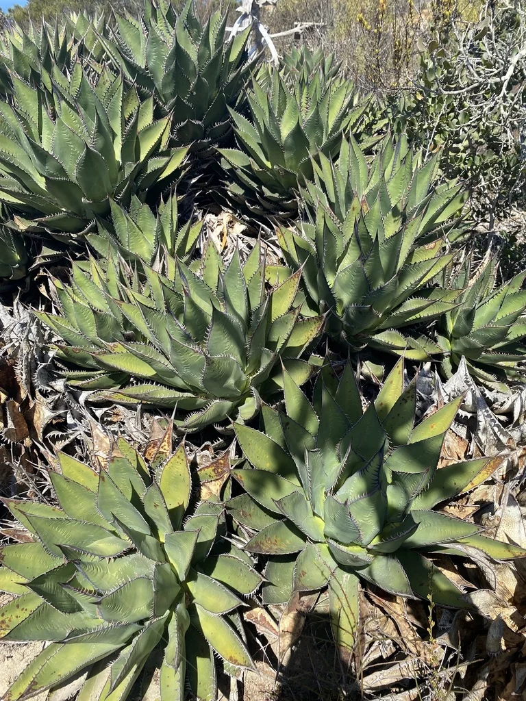Agave Shawii