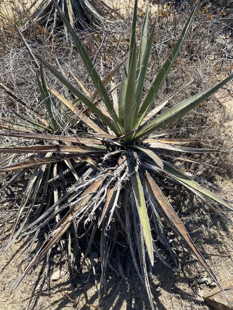 Yucca Schidigera