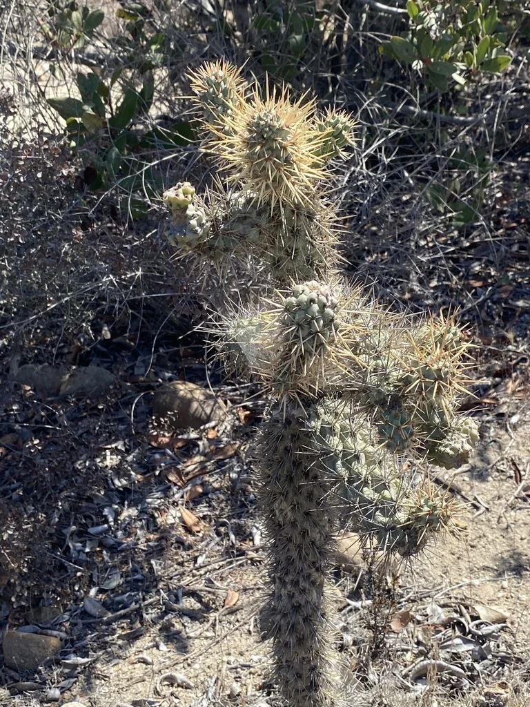 Cylindropuntia prolifera