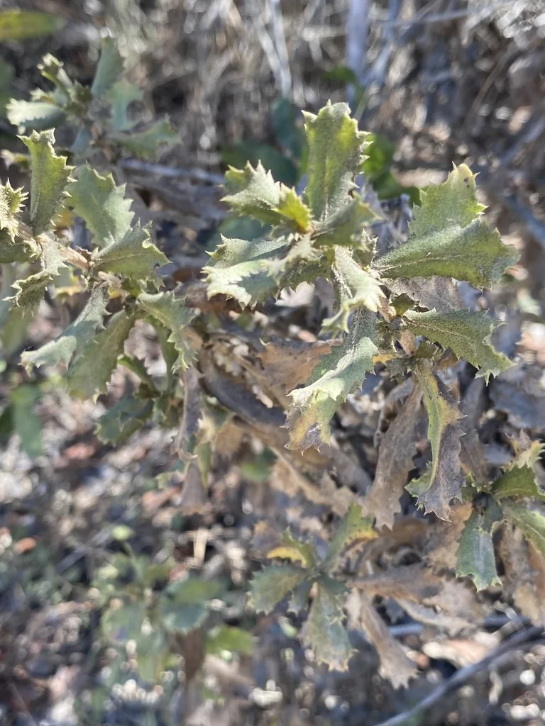 Hazardia squarrosa