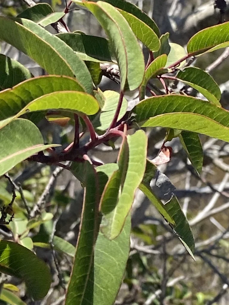 Malosma Laurina