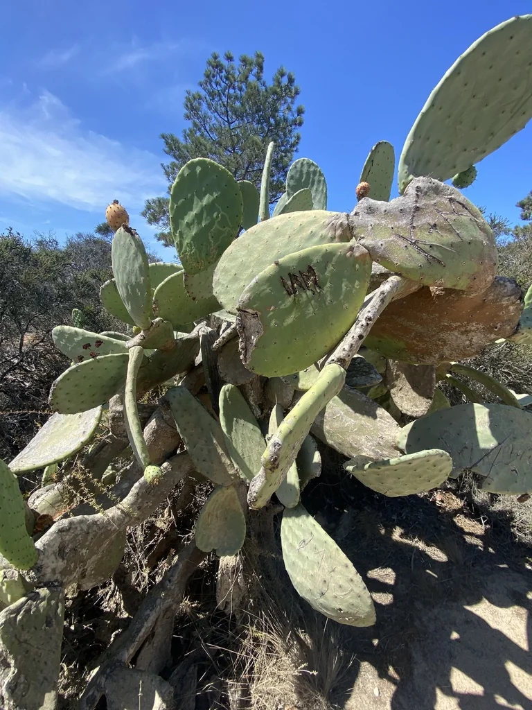 Opuntia Paraguayensis