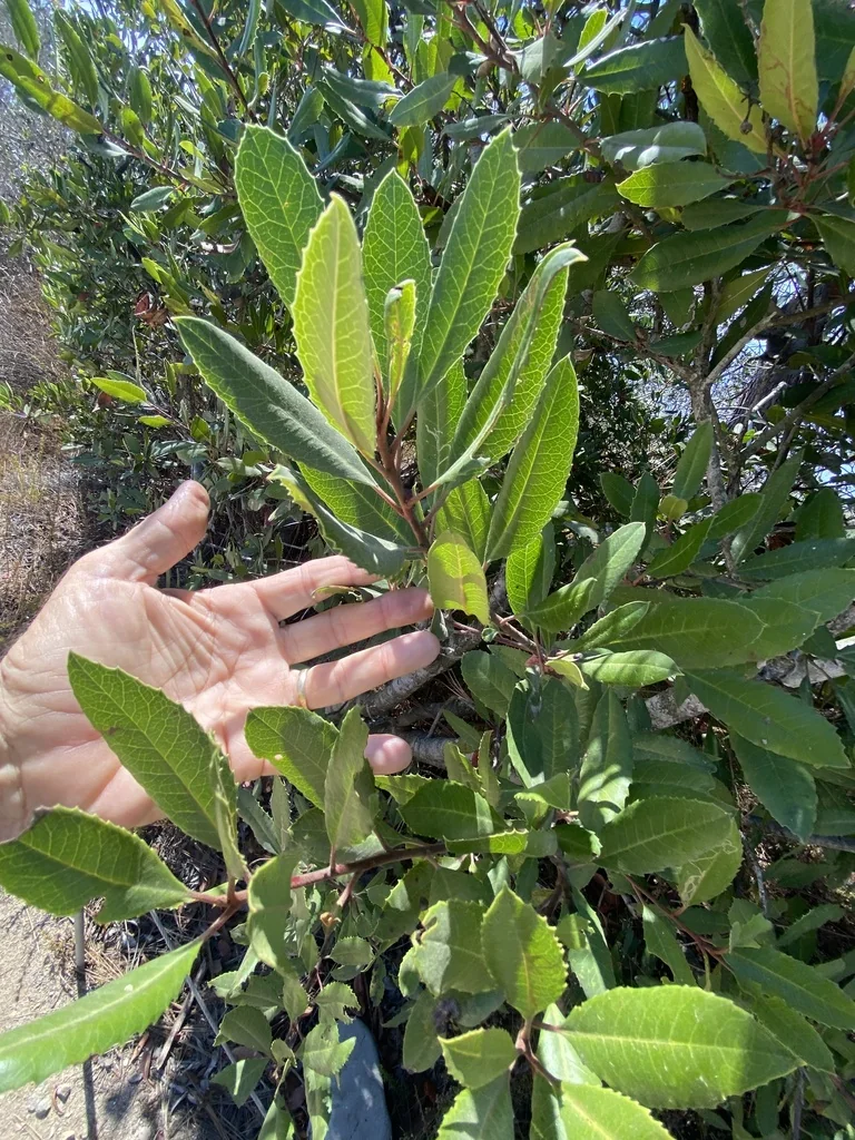 Heteromeles Arbutifolia