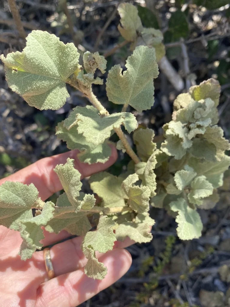 Malacothamnus Fasciculatus