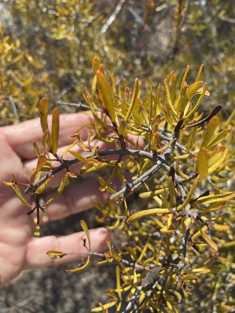 Cneoridium Dumosum
