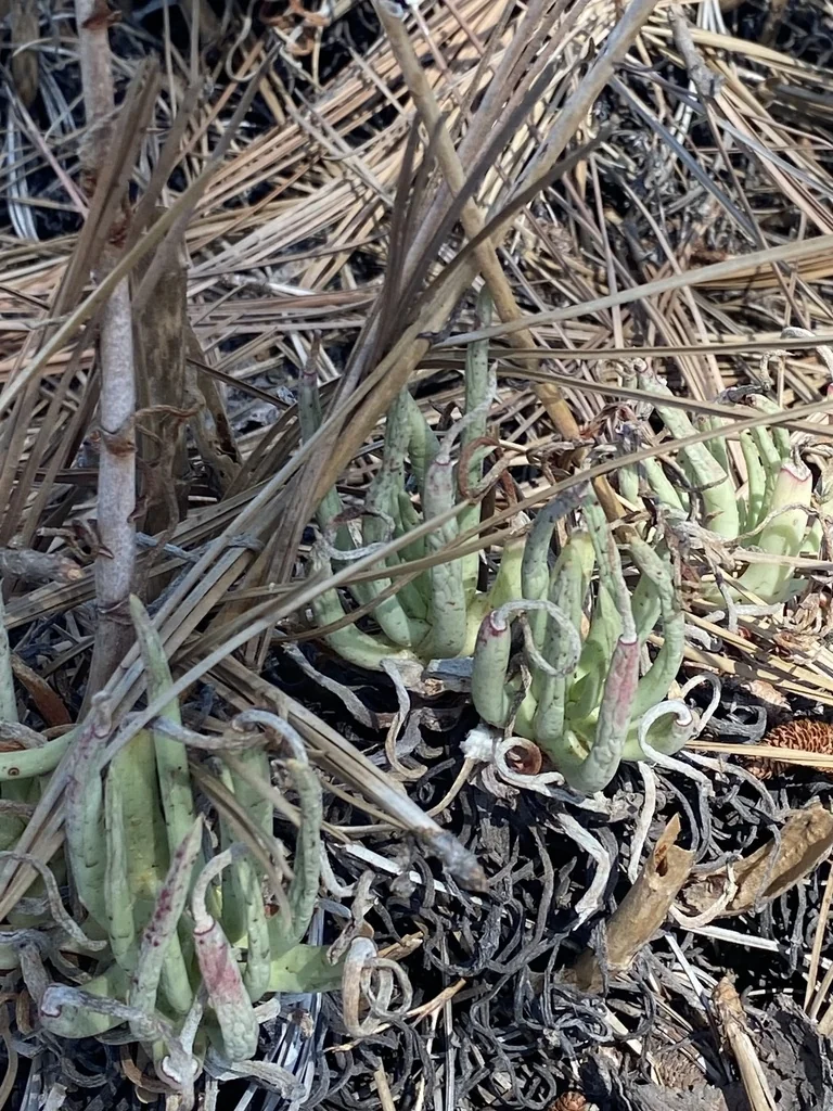 Dudleya Edulis