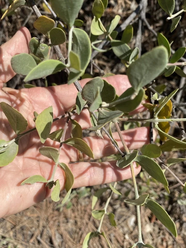 Simmondsia Chinensis