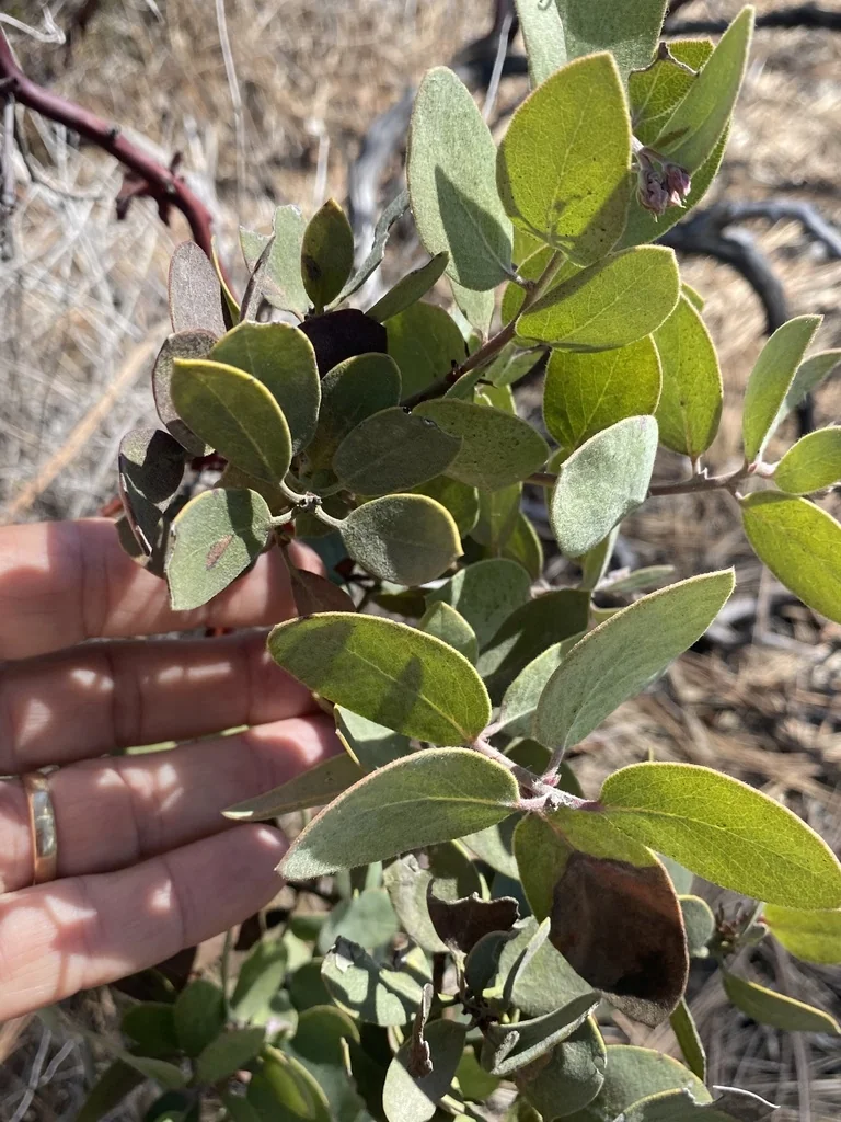 Arctostaphylos Glandulosa